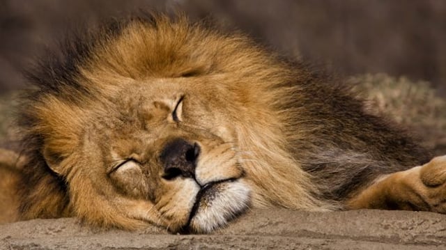 Leão do Imposto de Renda dormindo