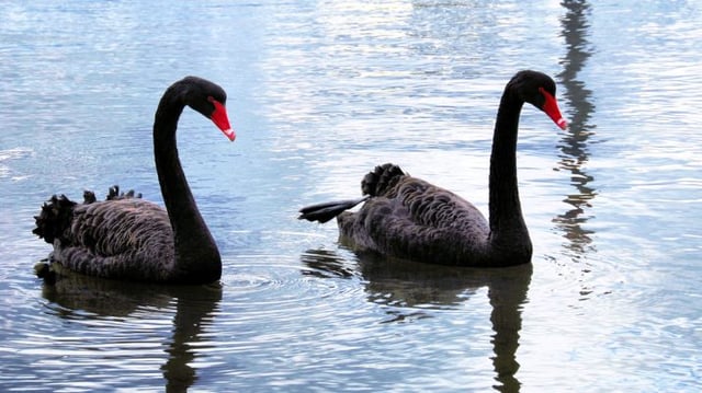 Cisnes negros