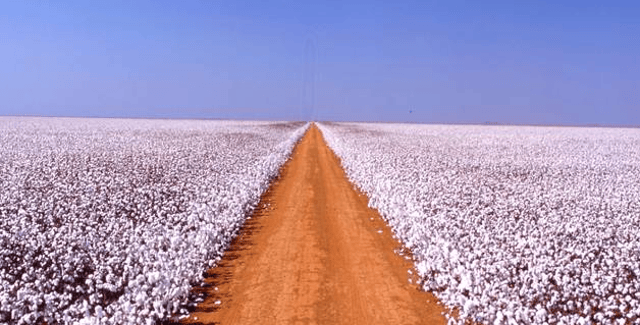 Plantação de algodão na SLC Agrícola