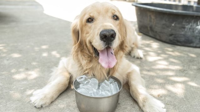 Cachorro se refrescando