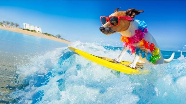 Surfe cachorro Ibovespa