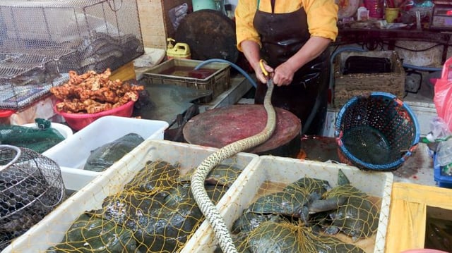 Mercado de animais vivos em Guangzhou, na China, em março de 2016