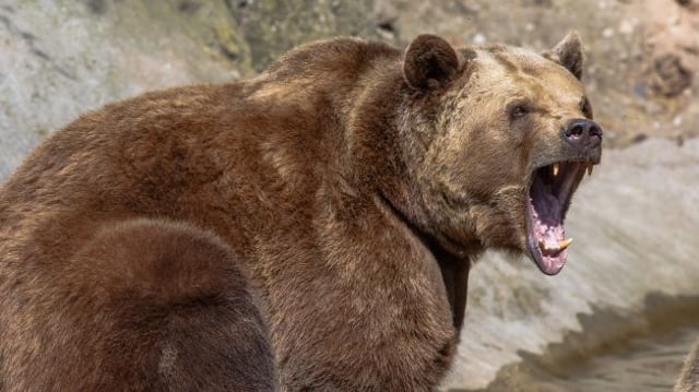 Urso Ibovespa dólar bear market