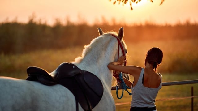 cavalo selado