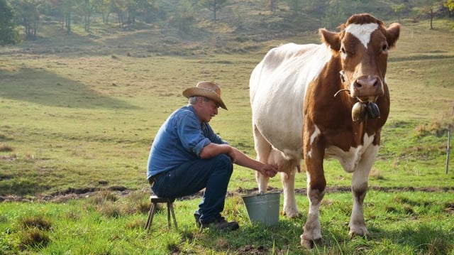 vaca leiteira dividendos