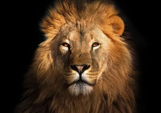Lion,King,Isolated,On,Black