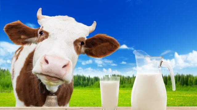vaca leiteira nubank
