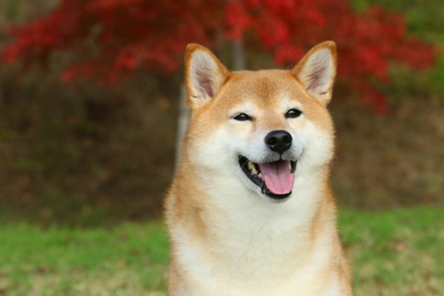 Shiba Inu