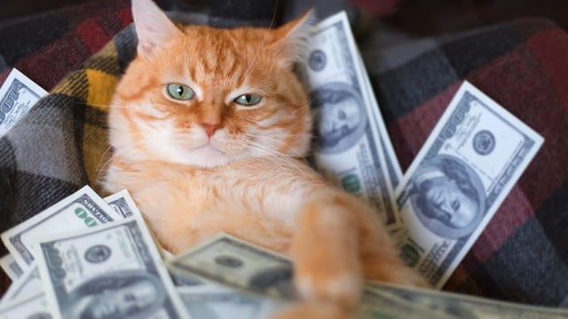 gato dólar