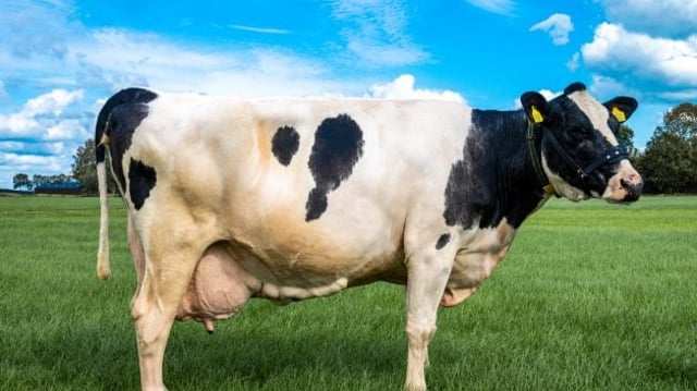 Cow,With,A,Production,Of,100,000,Kilograms,Of,Milk