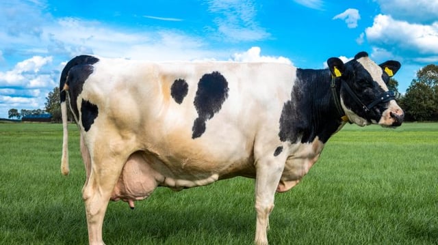 Cow,With,A,Production,Of,100,000,Kilograms,Of,Milk