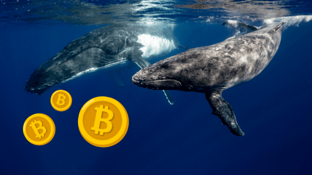 Baleias segurando o bitcoin