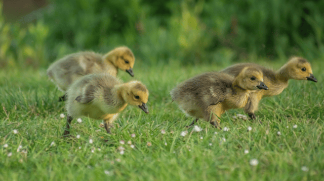 patinhos andando no campo