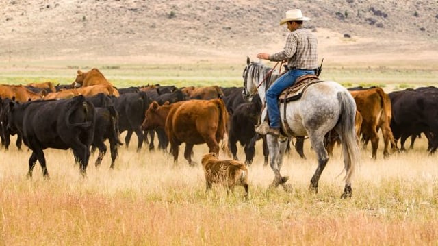 Cenário agro, fazendeiro tocando o gado