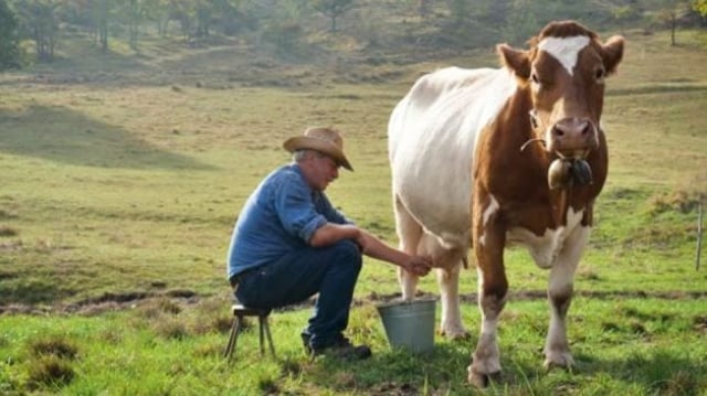 vaca leiteira ações dividendos