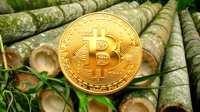 Bitcoin socando o bambu