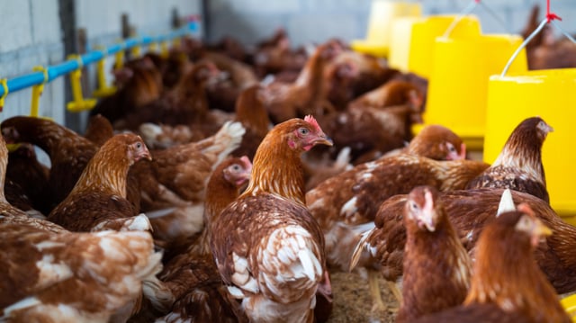 Gripe aviária faz ministério da agricultura decretar emergência sanitária