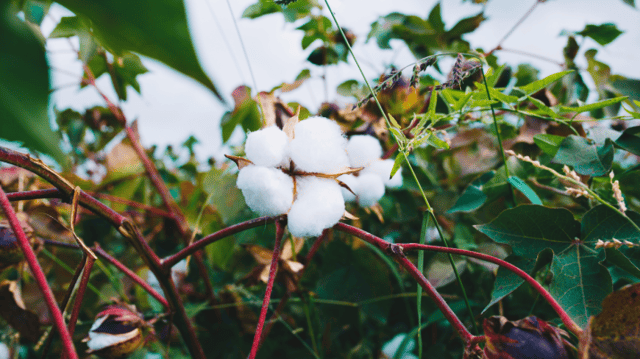 Brasil caminha para se tornar maior exportador de algodão do mundo