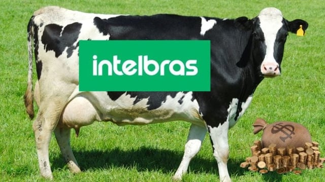 intelbras intb3 dividendos vaca leiteira acao