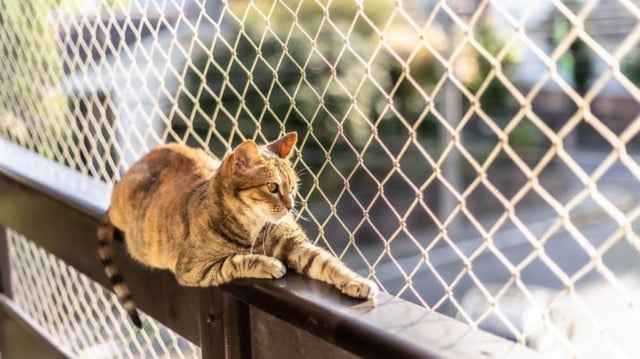 Gato na varanda.