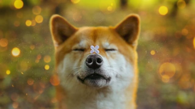 Memecoin dogecoin (DOGE) foi inspirada em cachorro da raça Shiba Inu.