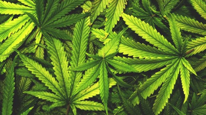 Plantação de maconha, cannabis