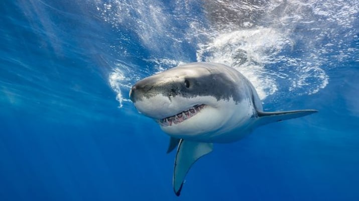 Onde estão os tubarões? Conheça as 12 empresas que João Appolinário, dono  da Polishop, investiu no Shark Tank - Seu Dinheiro