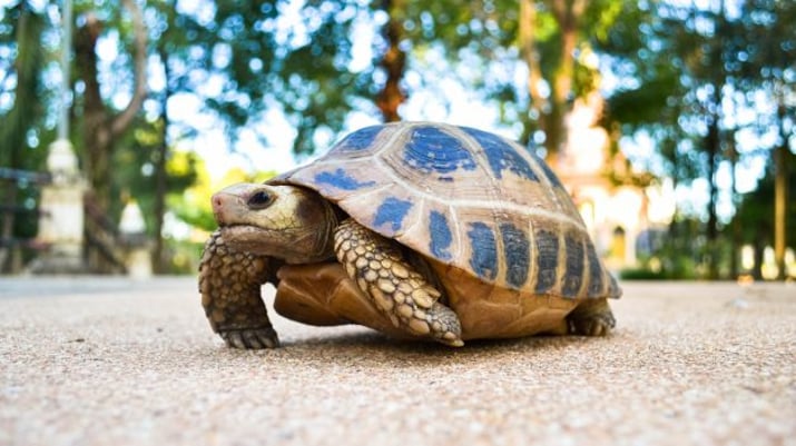 Foto de uma tartaruga andando