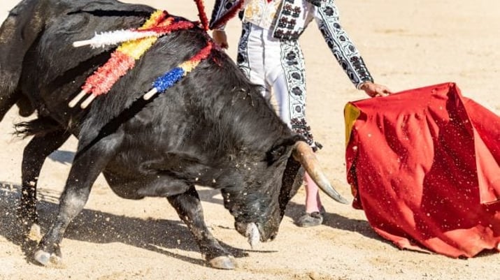 bull market touro