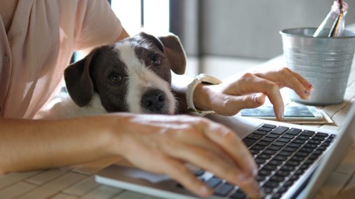 homem trabalha com um laptop na mesa e um cachorro no colo, representando o home office