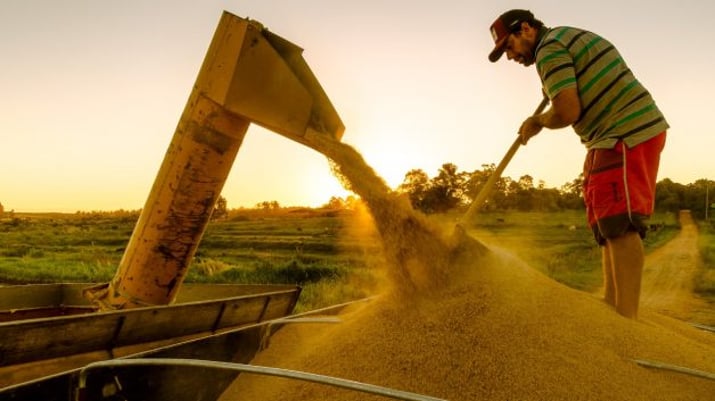 Colheita do arroz orgânico no Rio Grande do Sul (RS) – 2021 MST