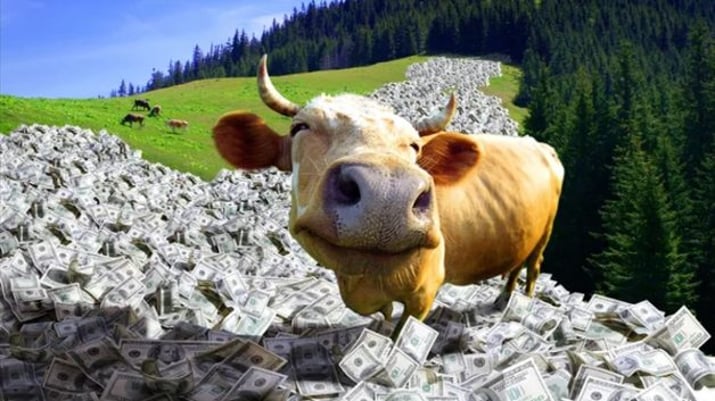 vaca leiteira dinheiro