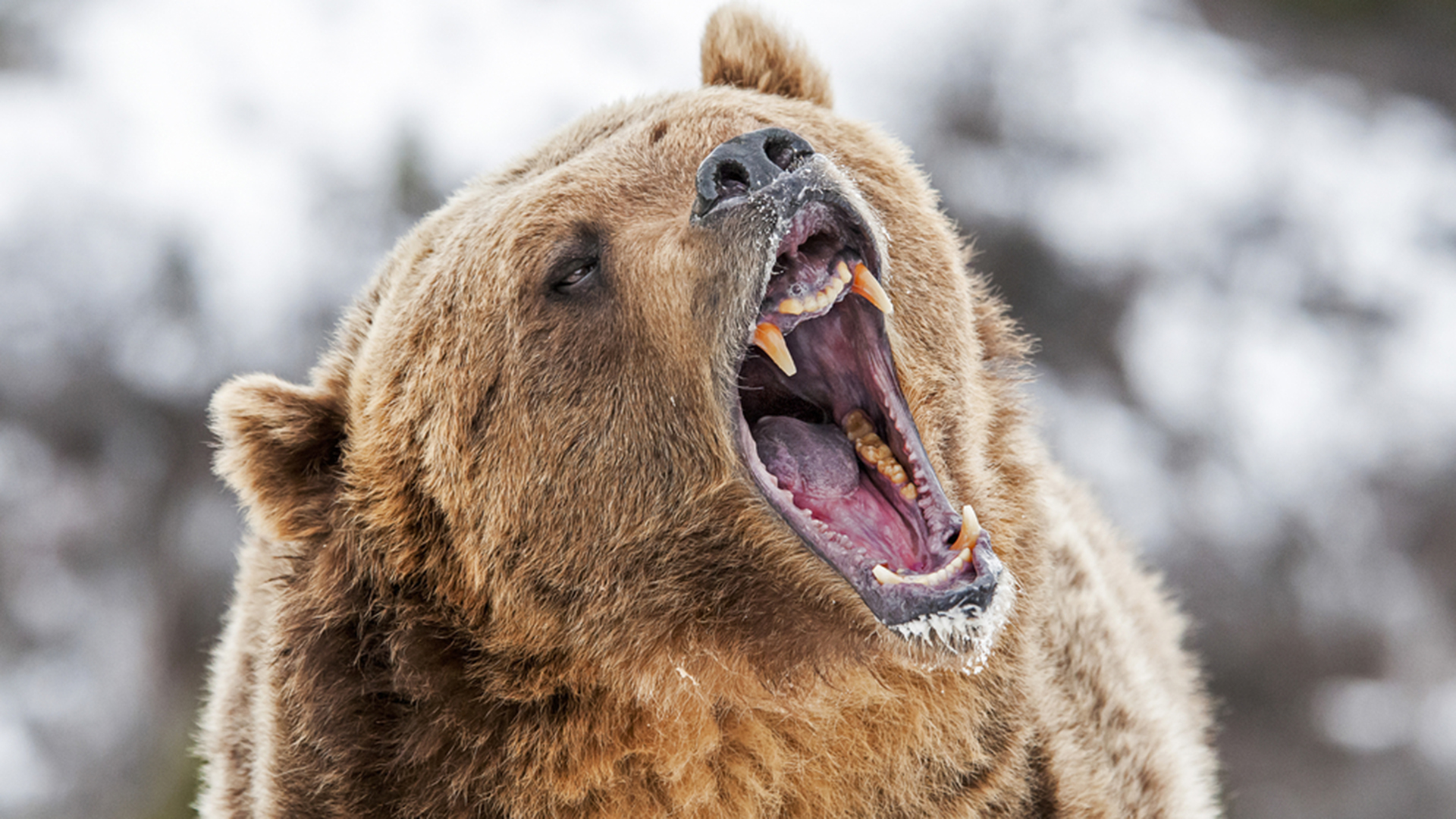 Urso  Boca do Inferno