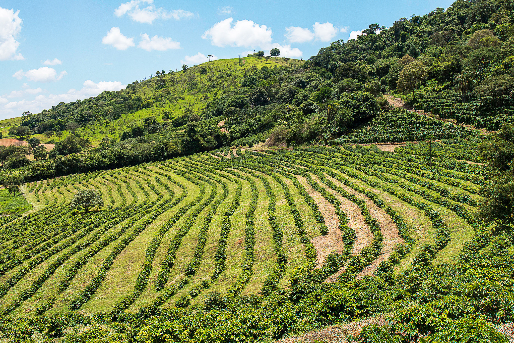 Pequena plantação de café do sítio São Judas Tadeu, em Ouro Fino (MG)