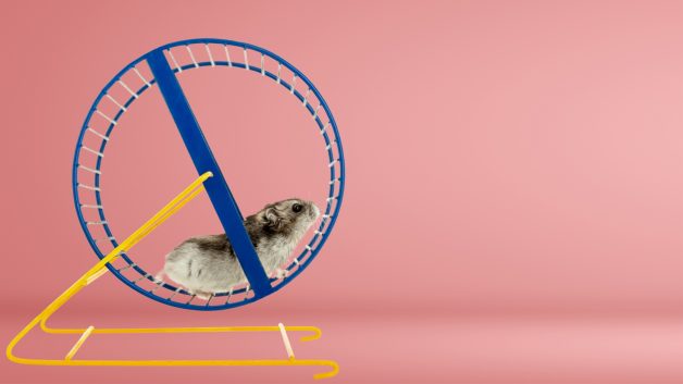 Hamster correndo numa gaiola