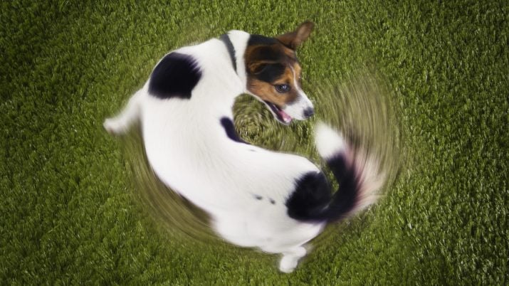 Cachorro correndo atrás do rabo