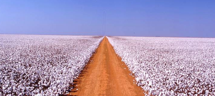 Plantação de algodão na SLC Agrícola