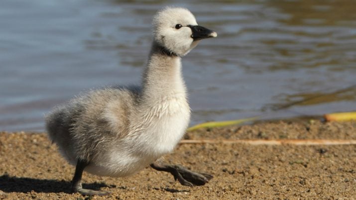 Filhote de cisne patinho feio