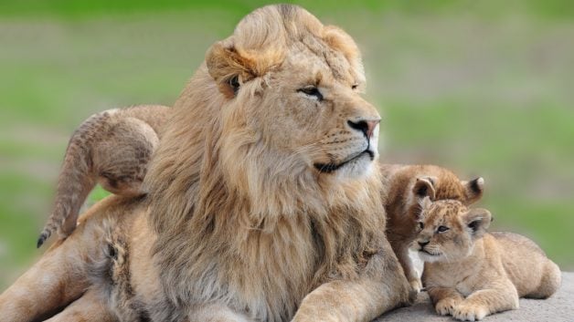 Leão com filhotes