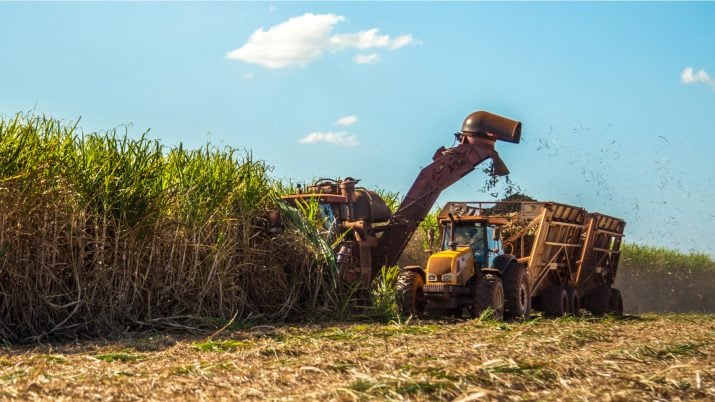 Plantação em usina de cana-de-açúcar