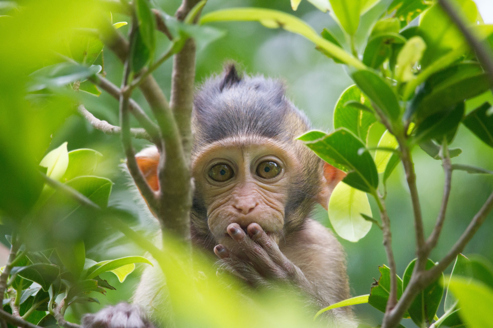 Mico macaco