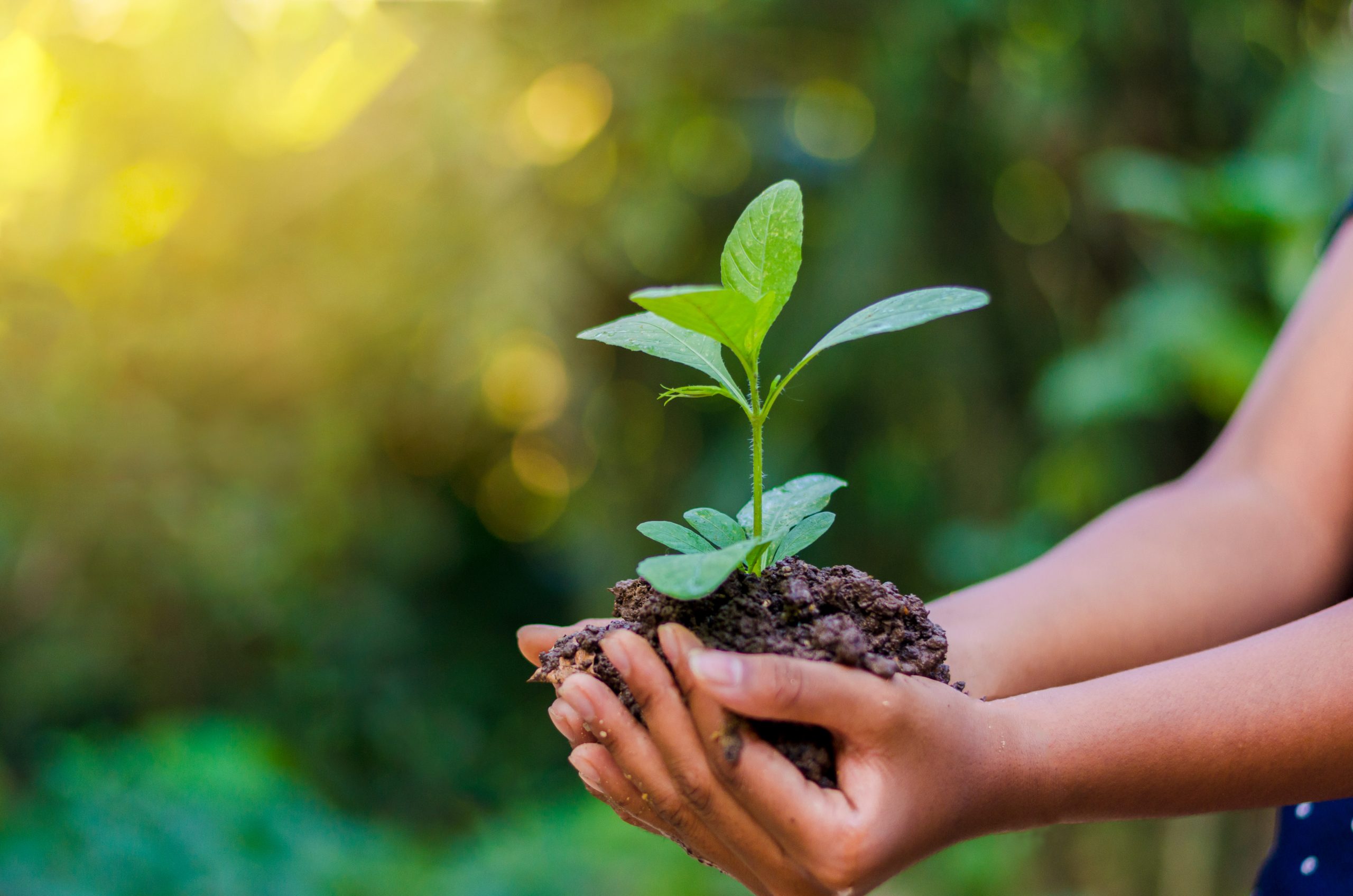 sustentabilidade