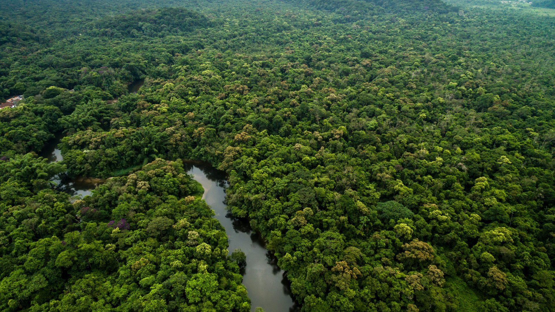 floresta, amazonia