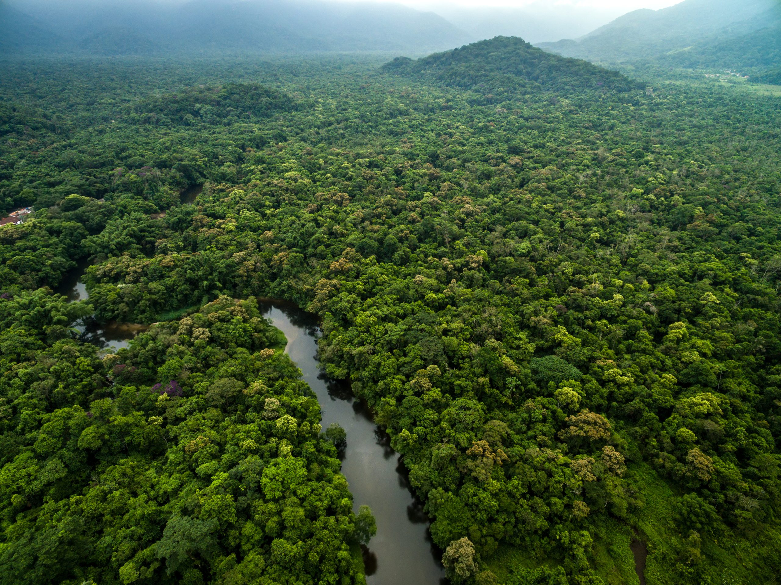 floresta, amazonia