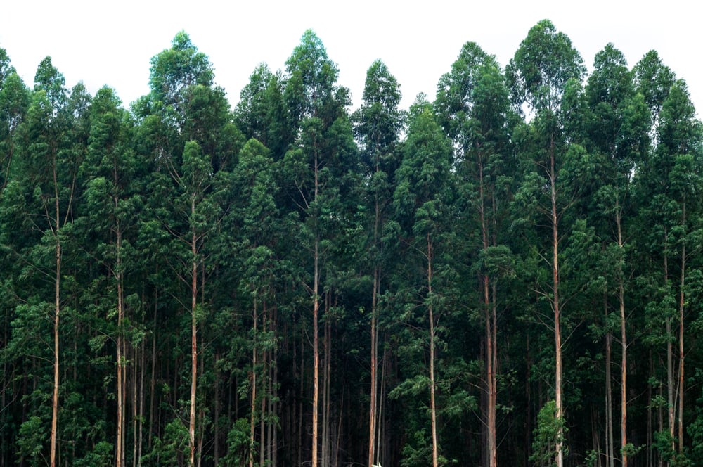 Floresta de eucalipto