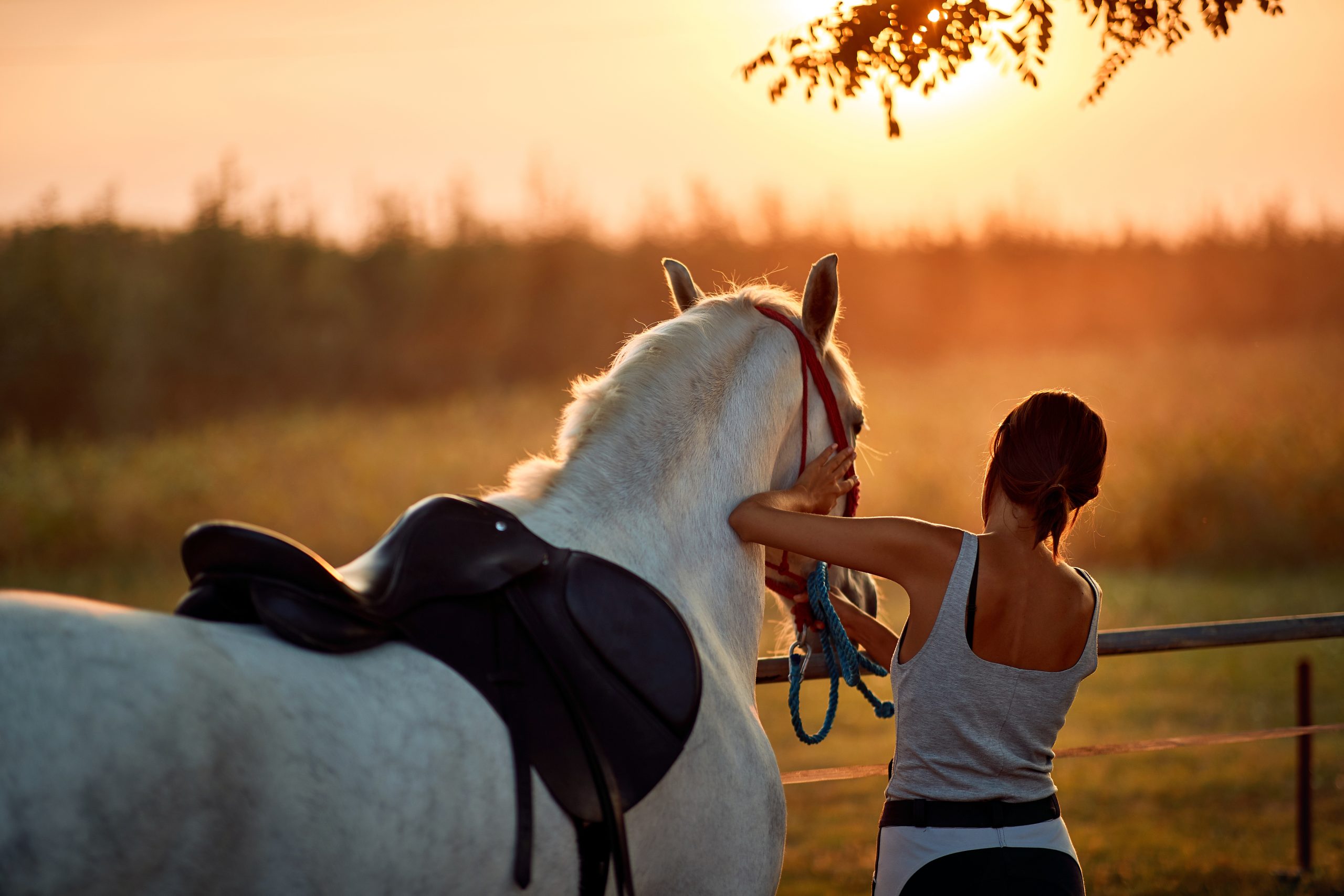 Pura Reflexão: O cavalo selado