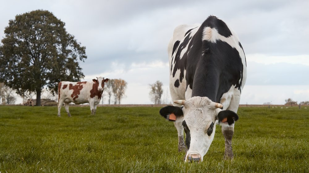 Suspeita de vaca louca em Minas afeta mercado da carne no país : r/brasil