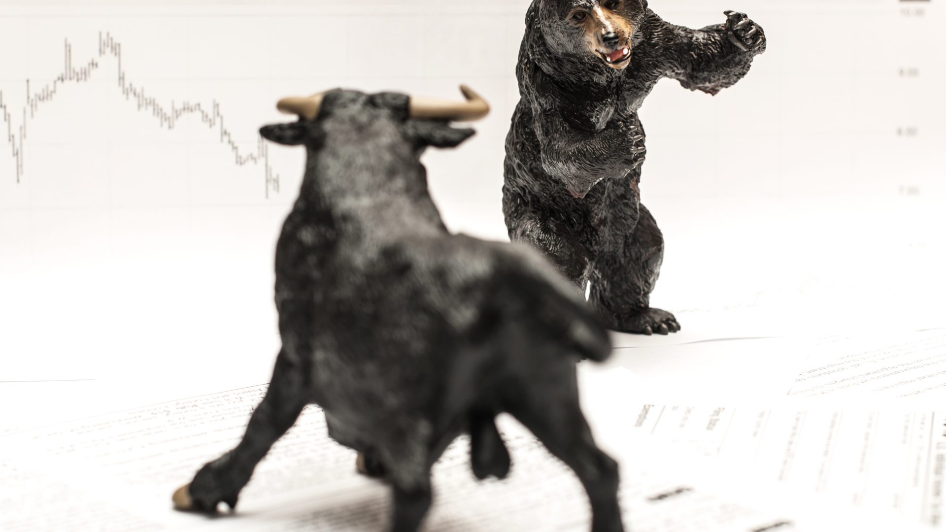 urso brigando com um touro