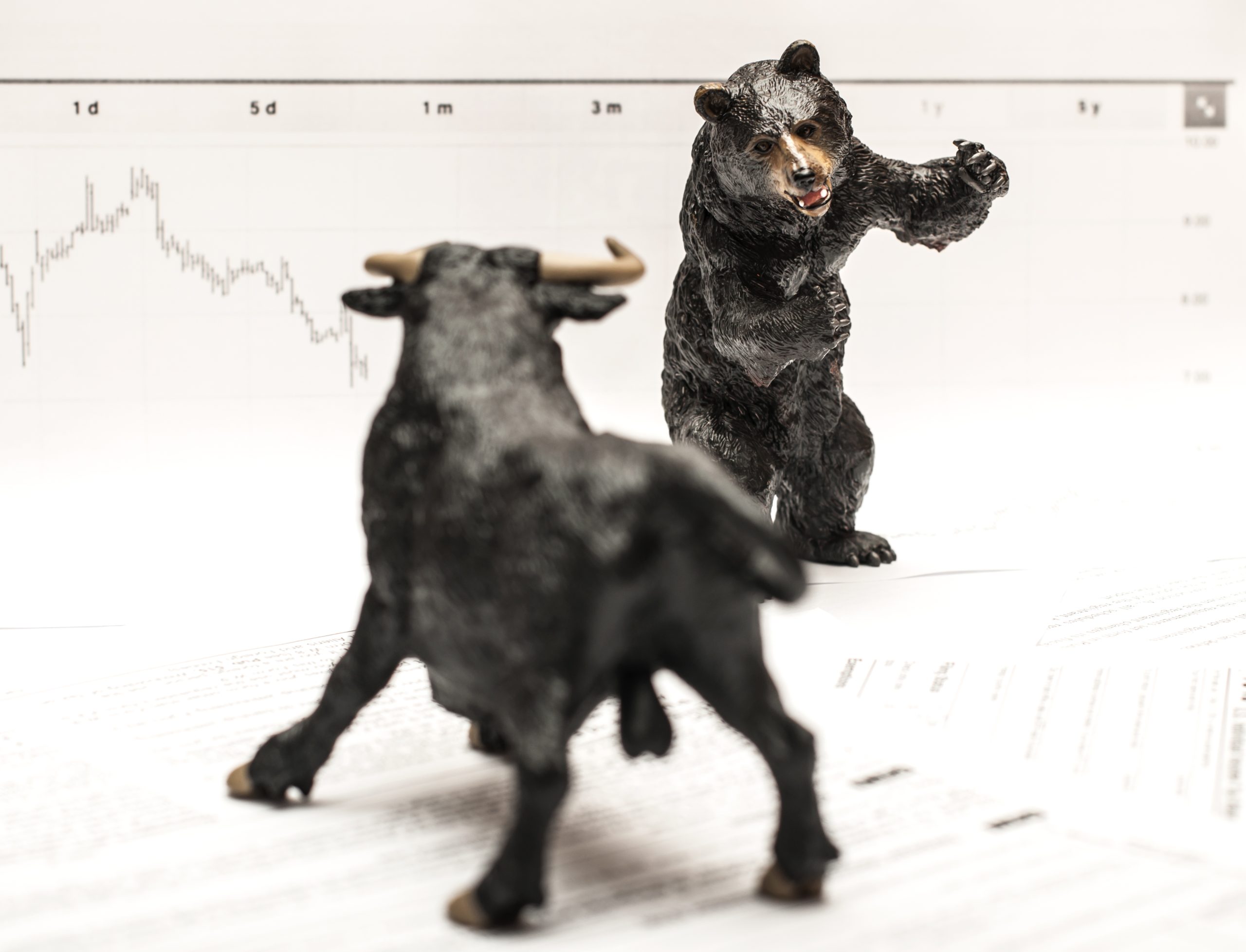 urso brigando com um touro