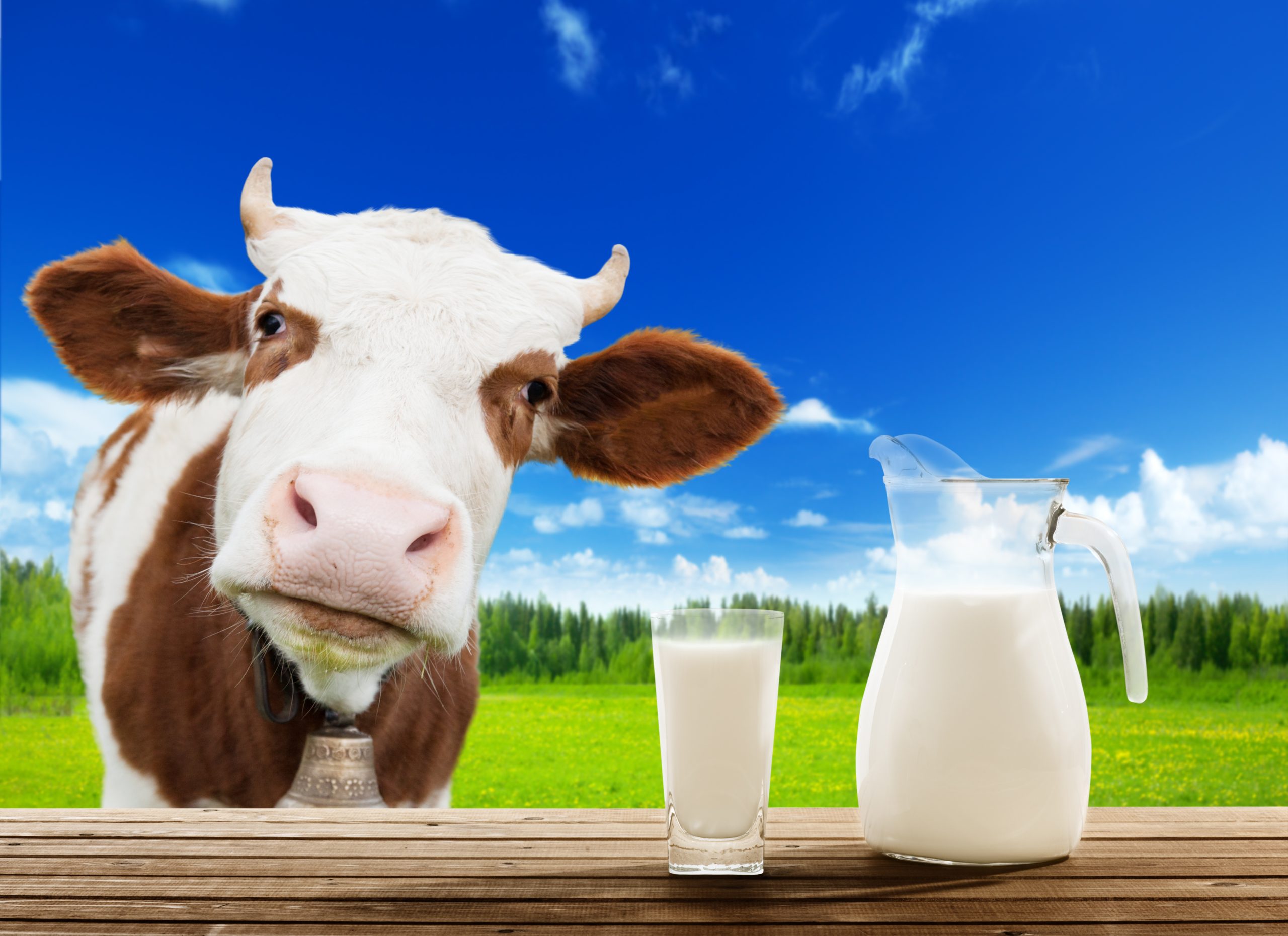 vaca leiteira nubank